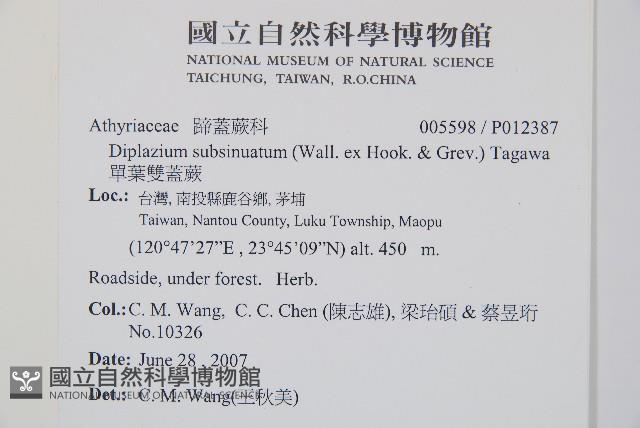 單葉雙蓋蕨藏品圖，第2張