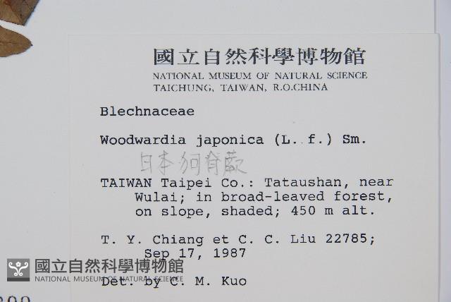 日本狗脊蕨藏品圖，第2張