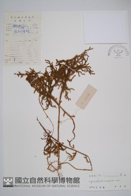 過山龍藏品圖，第1張