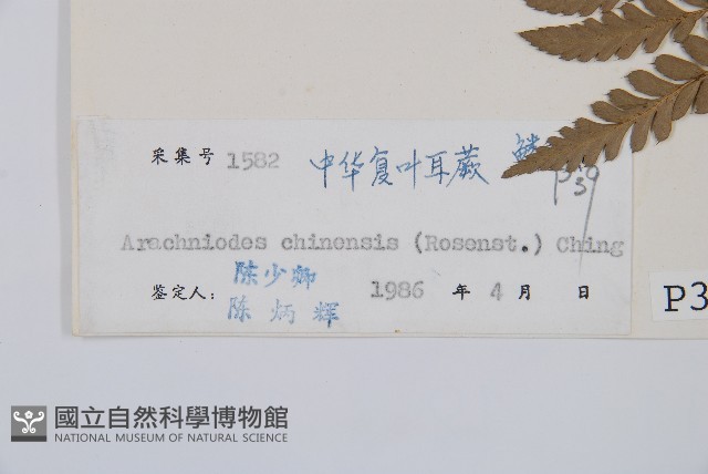 中華複葉耳蕨藏品圖，第2張