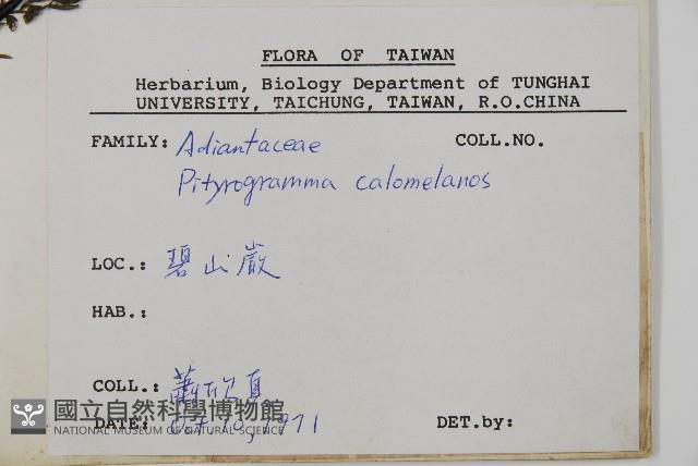 粉葉蕨藏品圖，第2張