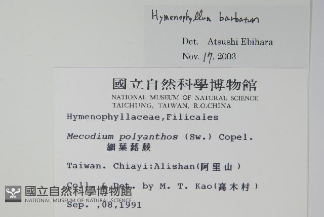 華東膜蕨藏品圖，第2張