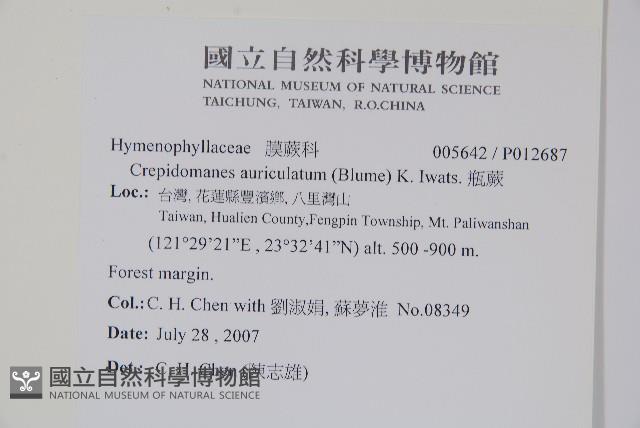 瓶蕨藏品圖，第2張