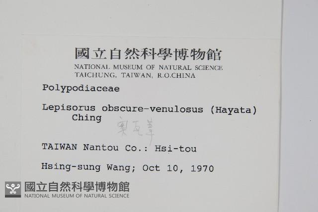 大星蕨藏品圖，第2張