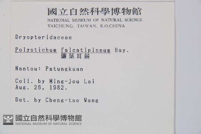 軟骨耳蕨藏品圖，第2張