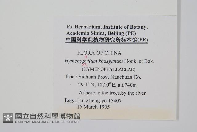 頂果膜蕨藏品圖，第2張