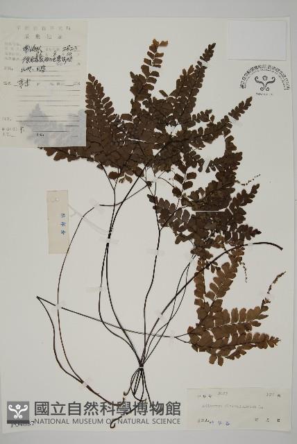 扇葉鐵線蕨藏品圖，第1張