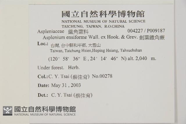 劍葉鐵角蕨、箭葉鐵角蕨藏品圖，第2張