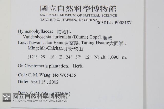 瓶蕨藏品圖，第2張