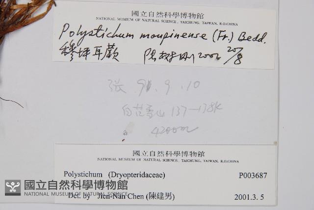 寶興耳蕨藏品圖，第2張