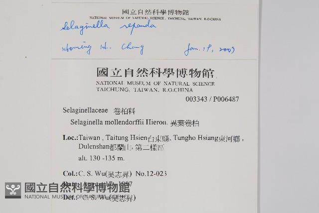 高雄卷柏藏品圖，第2張