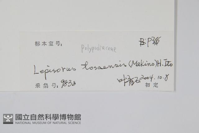 擬瓦葦藏品圖，第1張