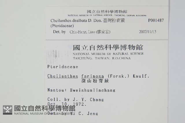 臺灣粉背蕨藏品圖，第2張