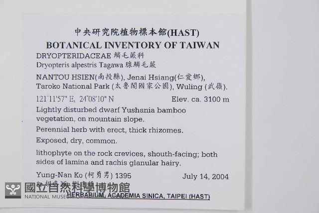 腺鱗毛蕨藏品圖，第2張