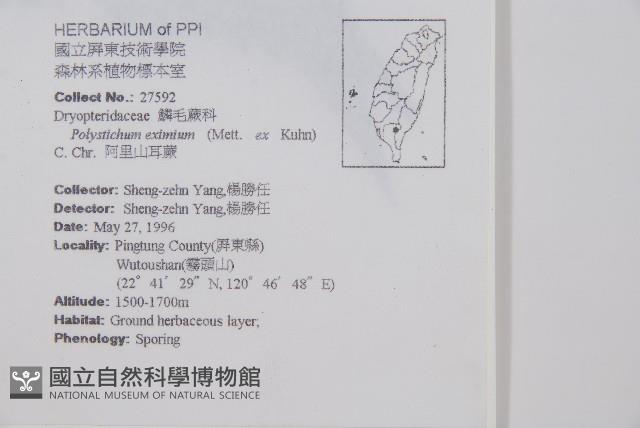 阿里山耳蕨藏品圖，第2張