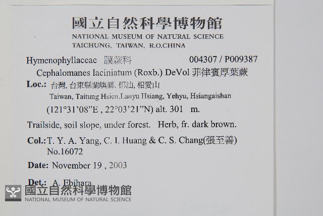 菲律賓厚葉蕨藏品圖，第2張