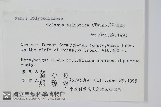 橢圓線蕨藏品圖，第2張