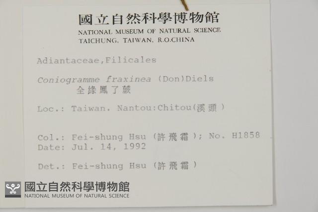 全緣鳳丫蕨藏品圖，第2張