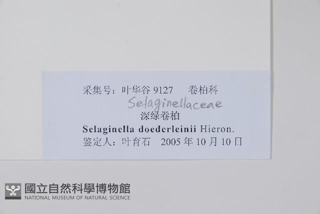 生根卷柏藏品圖，第2張