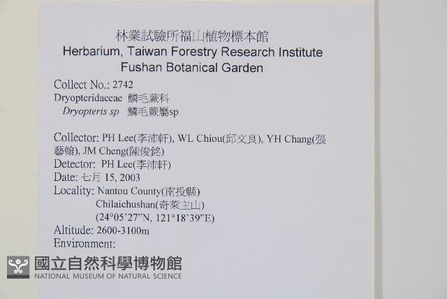 上先型鱗毛蕨、玉山假複葉耳蕨藏品圖，第2張