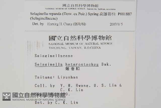 高雄卷柏藏品圖，第2張