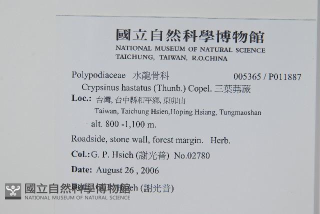 三葉茀蕨藏品圖，第2張