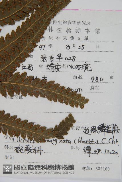 邊緣鱗蓋蕨藏品圖，第2張