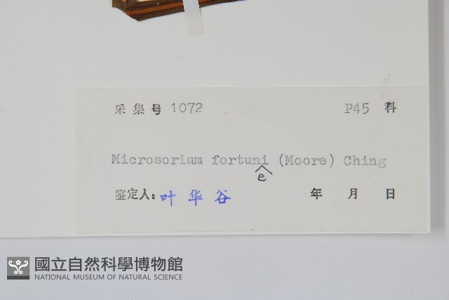 大星蕨藏品圖，第2張