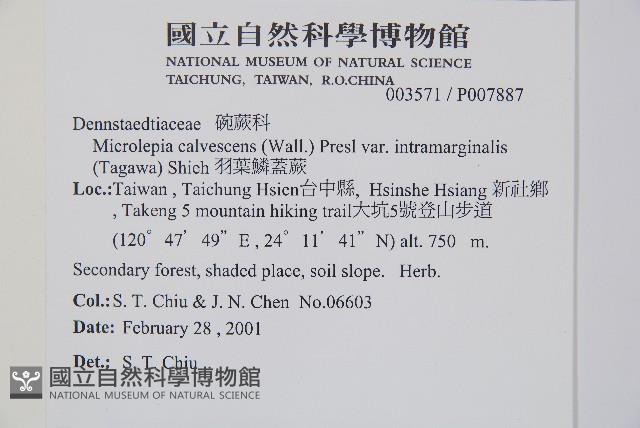 羽葉鱗蓋蕨藏品圖，第2張