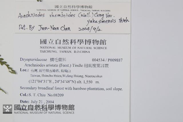 屋久複葉耳蕨藏品圖，第2張