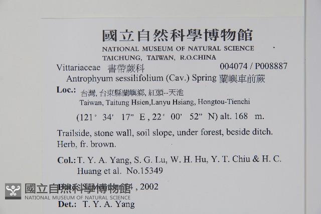 蘭嶼車前蕨藏品圖，第2張