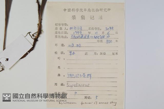 大星蕨藏品圖，第2張