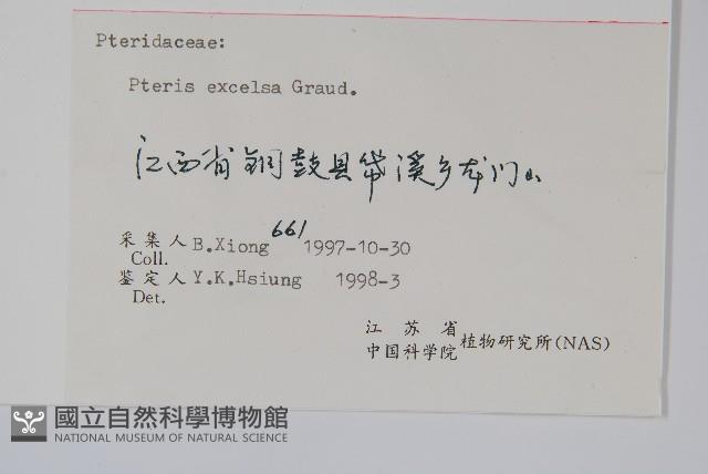 溪鳳尾蕨藏品圖，第2張