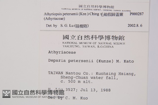 毛軸假蹄蓋蕨藏品圖，第2張