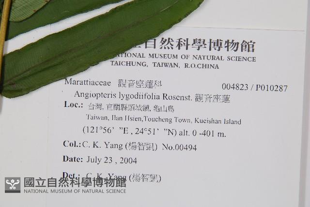 觀音座蓮藏品圖，第2張