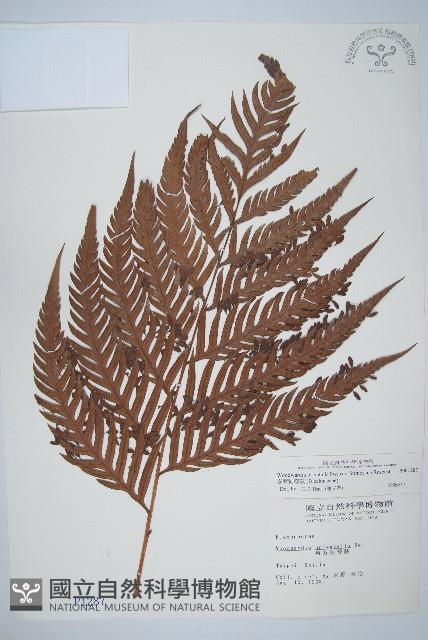 臺灣狗脊蕨藏品圖，第1張