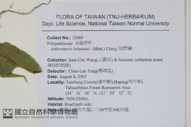 肢節蕨藏品圖，第2張