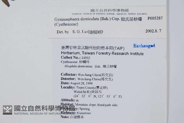 韓氏黑桫欏藏品圖，第2張