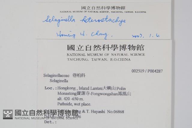 姬卷柏藏品圖，第2張