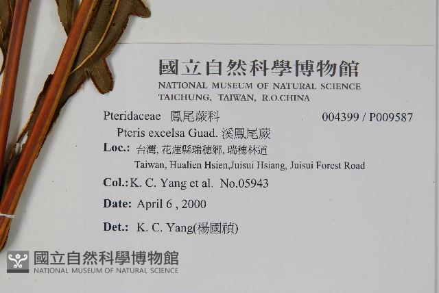 溪鳳尾蕨藏品圖，第2張