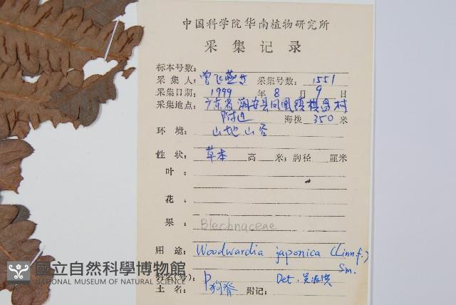 日本狗脊蕨藏品圖，第2張