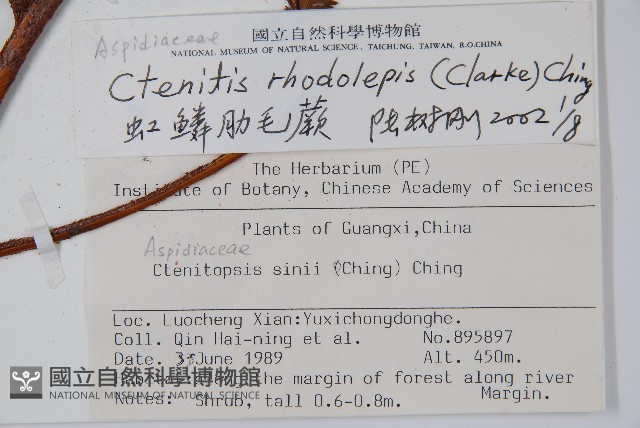 虹鱗肋毛蕨藏品圖，第2張