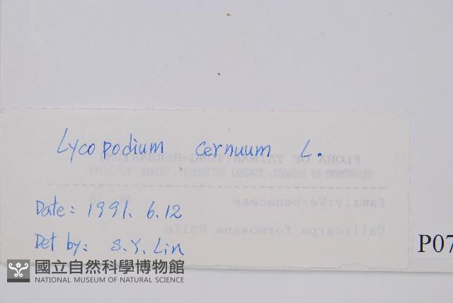 過山龍藏品圖，第2張