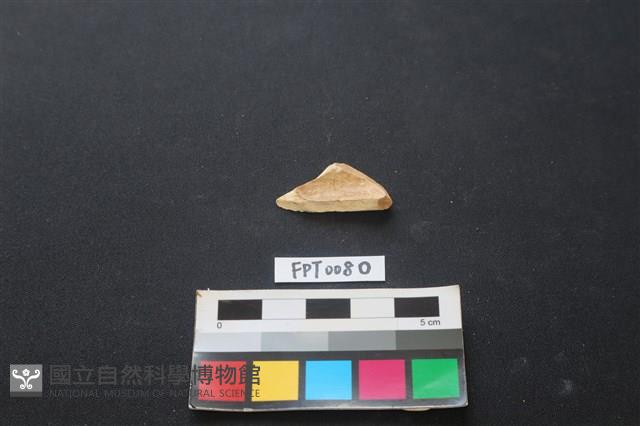 偶蹄類動物骨藏品圖，第2張