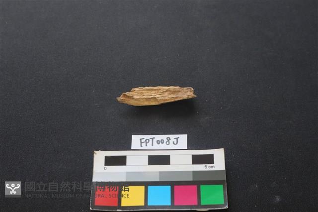 偶蹄類動物骨藏品圖，第2張