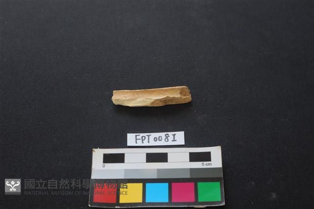 偶蹄類動物骨藏品圖，第2張