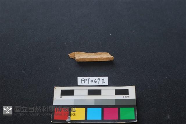 偶蹄類動物骨藏品圖，第2張