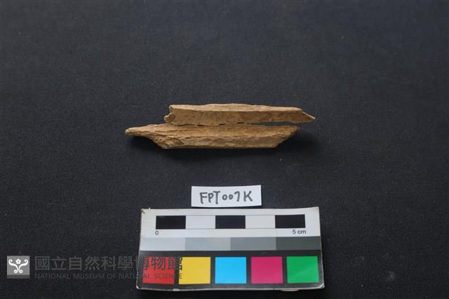 偶蹄類動物骨藏品圖，第2張