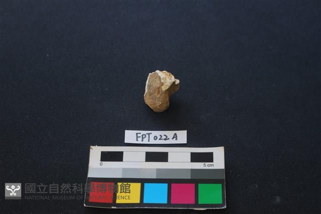 偶蹄類動物骨藏品圖，第2張