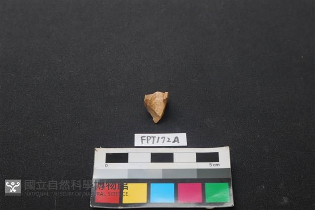 偶蹄類動物骨藏品圖，第2張